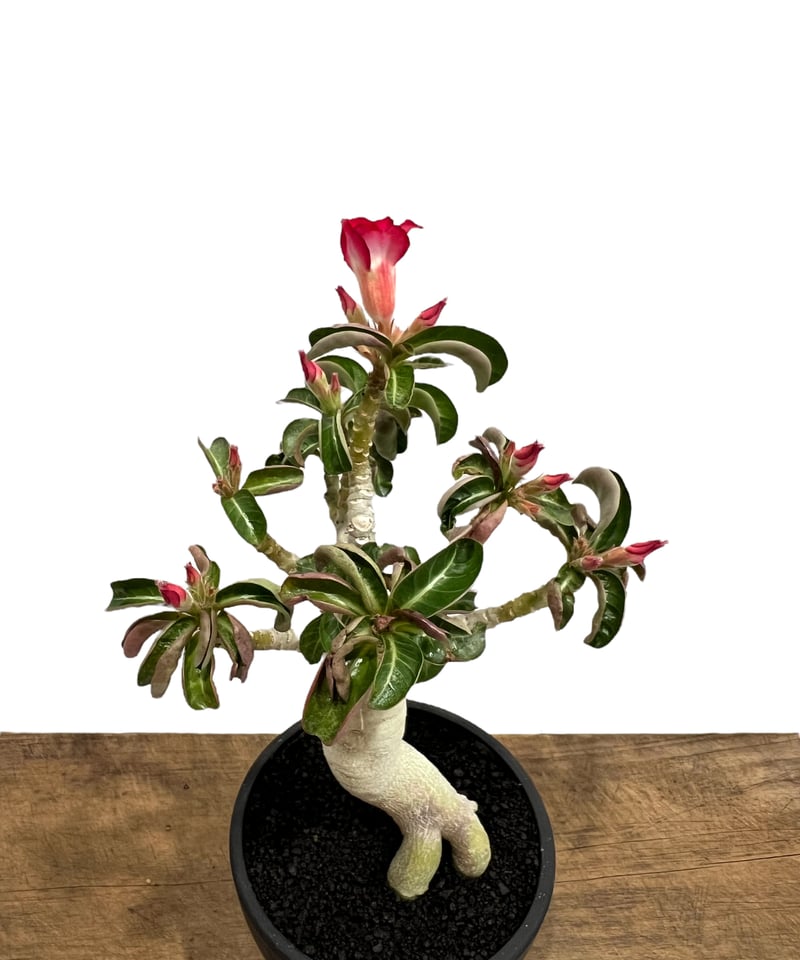 獅子葉/アデニウム/極太】Dorset Horn Adenium(DHA) 獅子葉/アデニウム/極太】Dorset Horn Adenium(DHA)