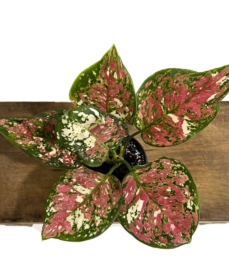 アグラオネマ ダイヤモンド トリカラー Aglaonema アグラオネマ ピクタム トリカラー「Aglaonema pictum tricolor