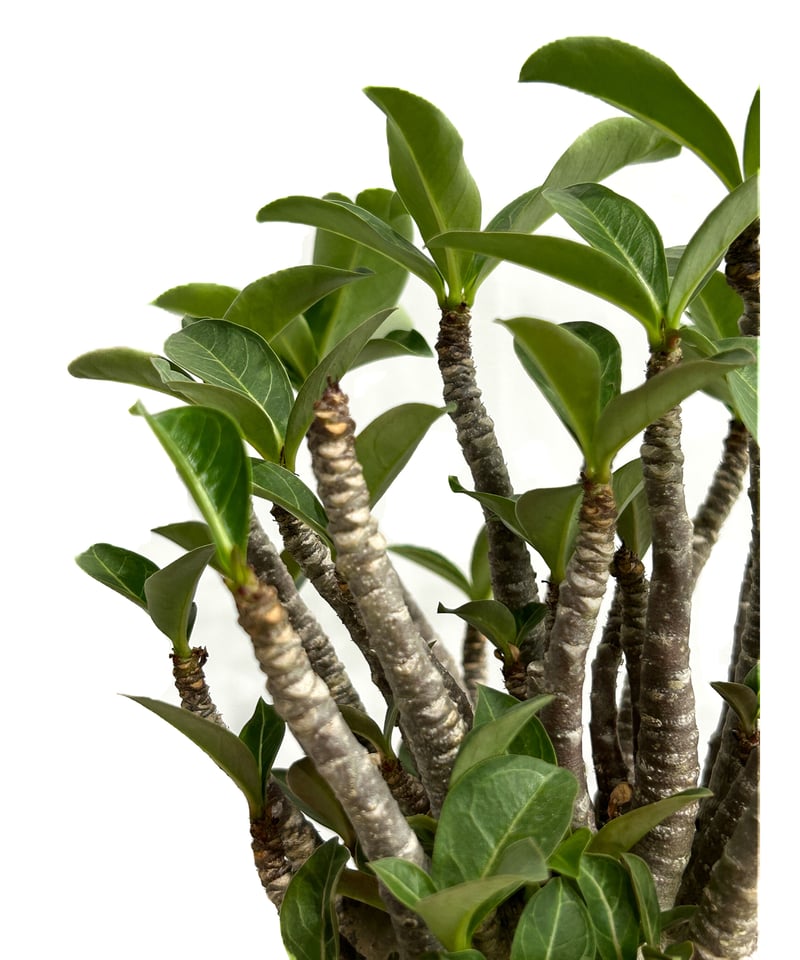 アデニウム　アラビカム ▪️Our Recommend ▪️ アデニウム アラビカム スーパー ドワーフ