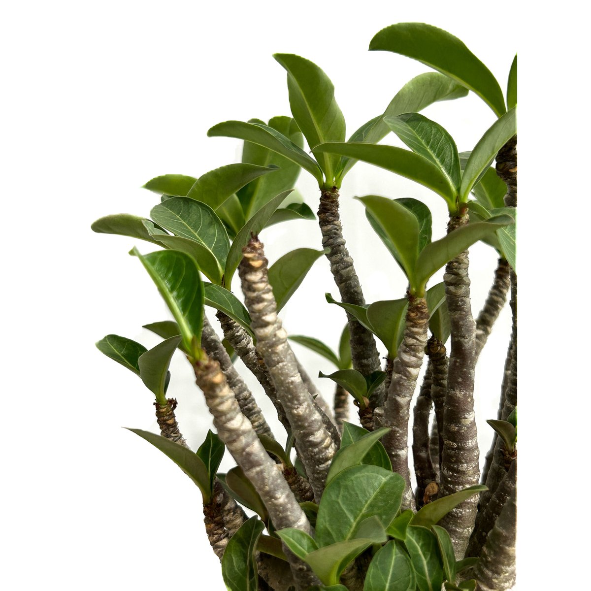 アデニウム アラビカム ドワーフ タイプ「Adenium arabicum dwarf ty