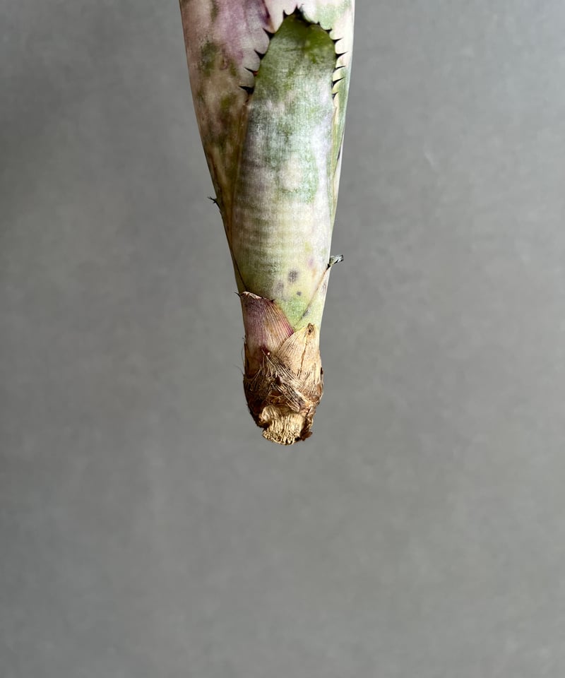 ビルベルギア コラン マーブル シャーク 「Billbergia Kolan Marble S