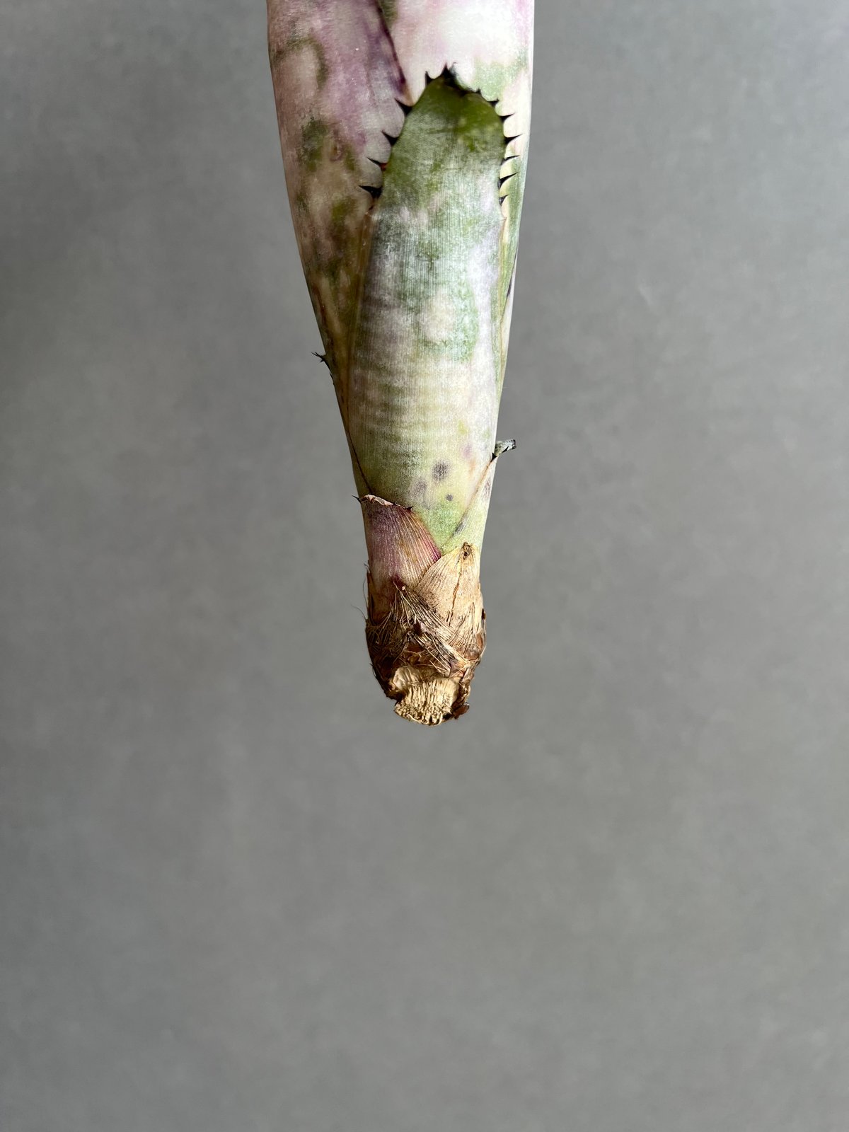 ビルベルギア コラン マーブル シャーク 「Billbergia Kolan Marble S