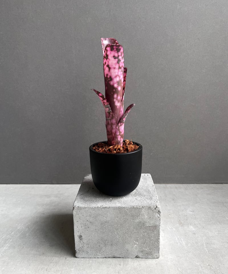 ビルベルギア インセンディアリー デライト 「Billbergia Incendiary De