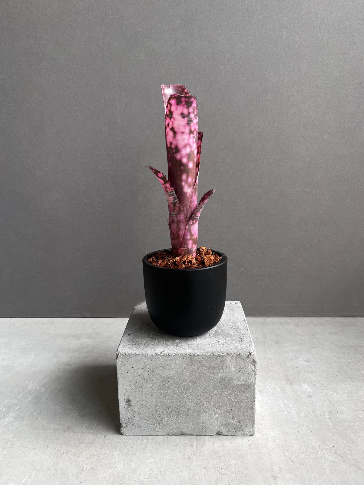 ビルベルギア インセンディアリー デライト 「Billbergia Incendiary De