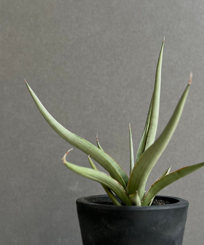 サンセベリア ダンシング ドラゴン 「Sansevieria Dancing
