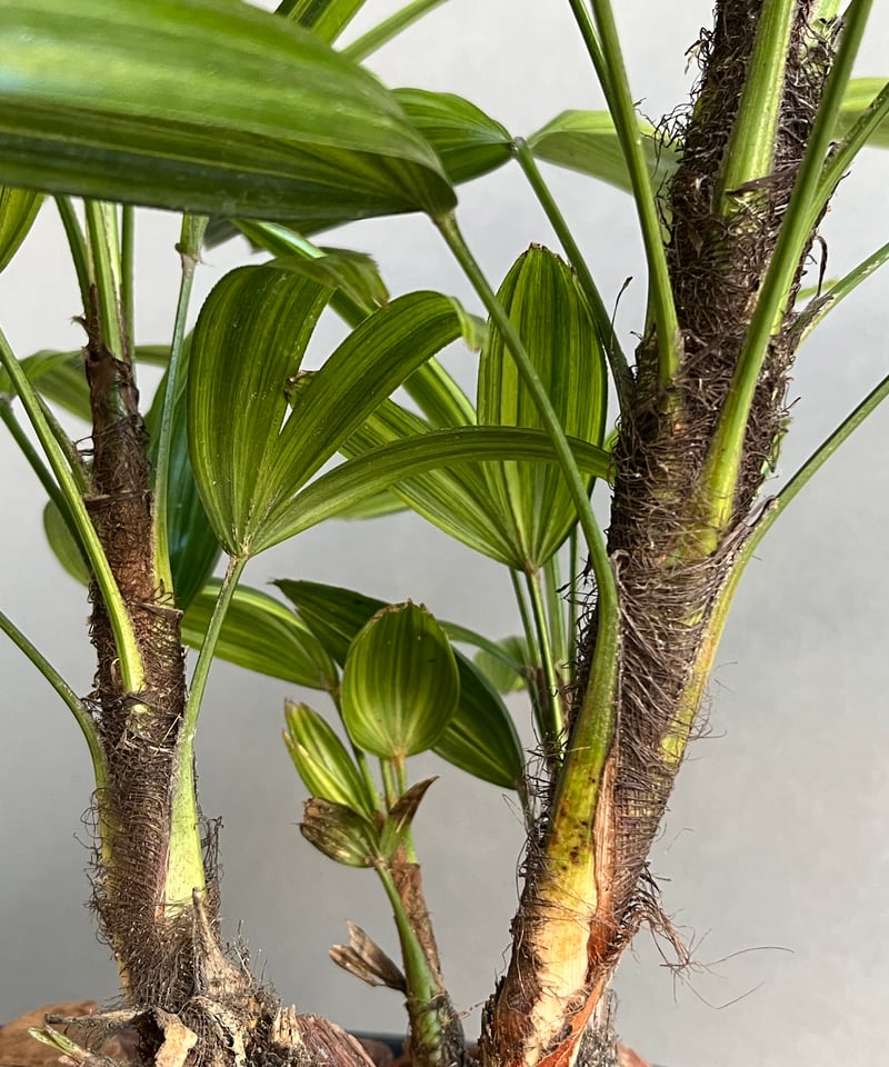 観音竹 “綾錦（あやにしき）” 「Rhapis excelsa」2N | SHOUCHIKUEN