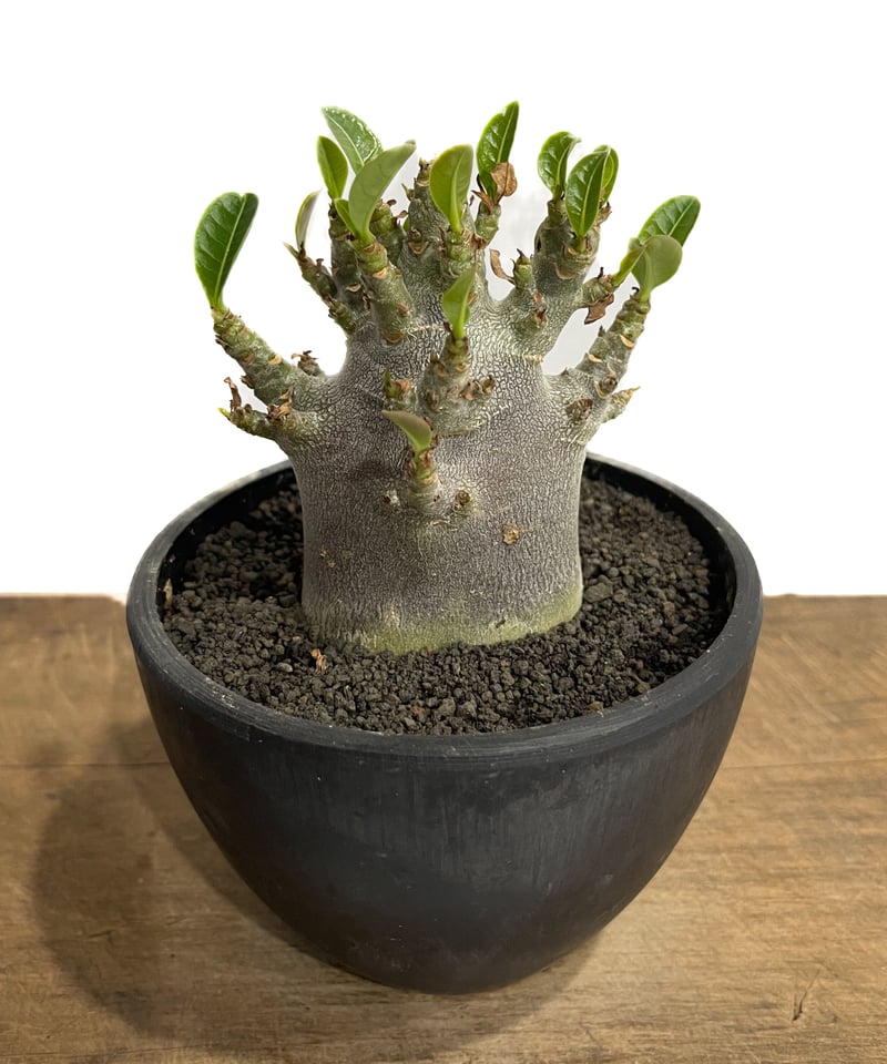 アデニウム アラビカム ドワーフ “ブラック”「adenium arabicum Dwar