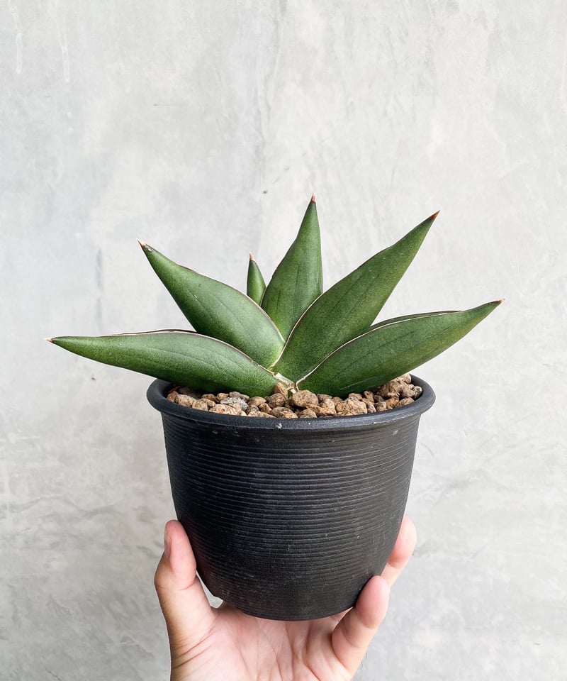 サンセベリア オペラ ハウス + plantsmonsters pot 「Sansevieri サンセベリア オペラ ハウス + plantsmonsters pot 「Sansevieri