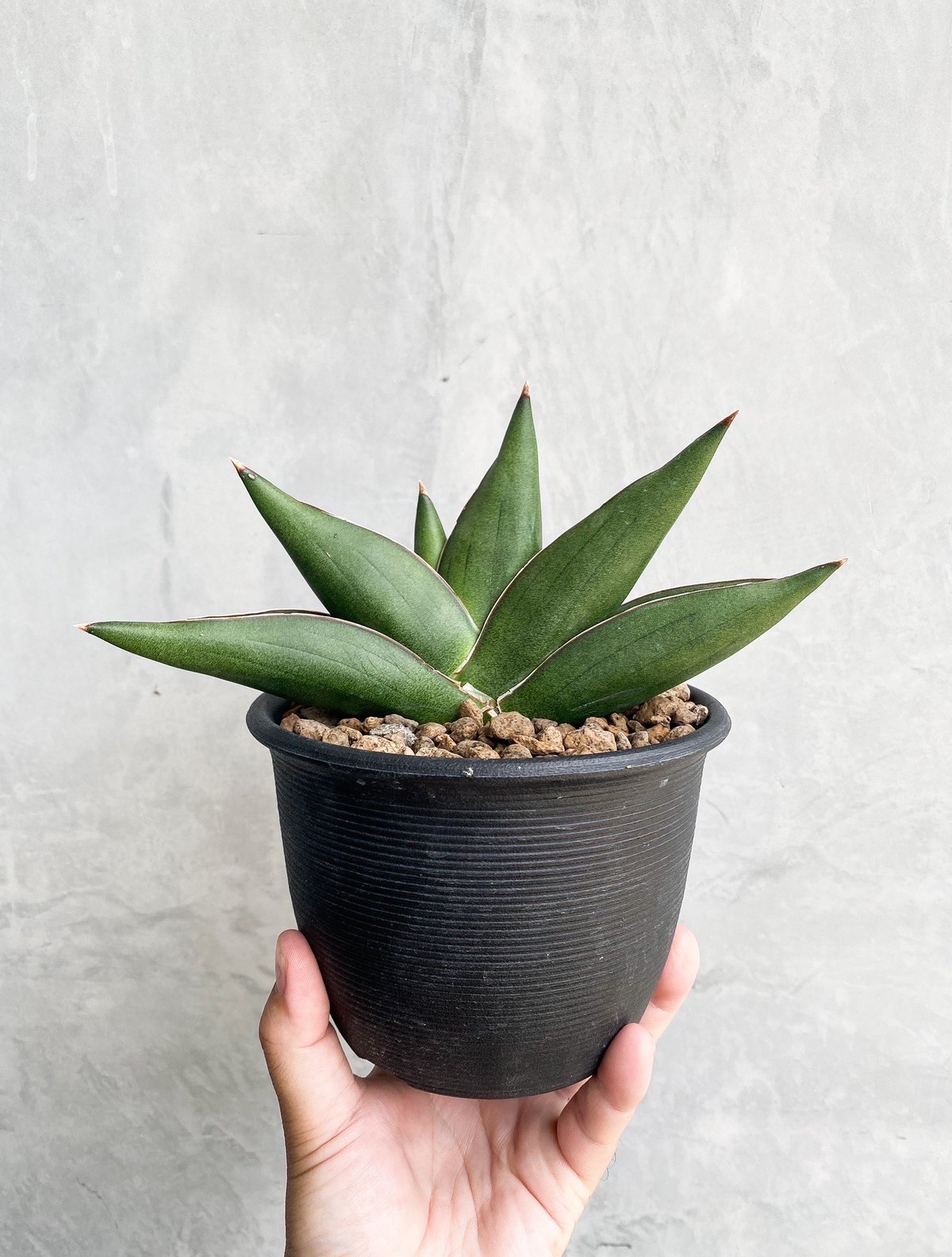 サンセベリア オペラ ハウス + plantsmonsters pot 「Sansevieri サンセベリア オペラ ハウス + plantsmonsters pot 「Sansevieri