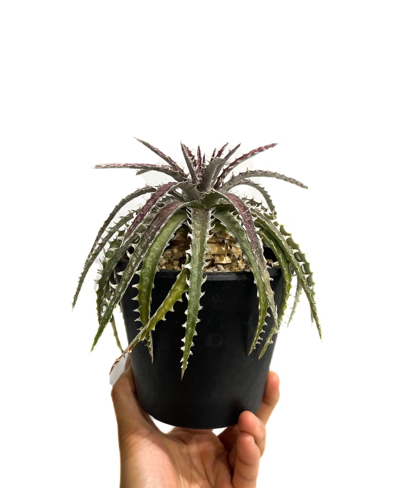 ディッキア ズゴック ハイブリッド「Dyckia Z'gok hybrid」 11E ディッキア ズゴック ハイブリッド「Dyckia Z'gok hybrid」 11E