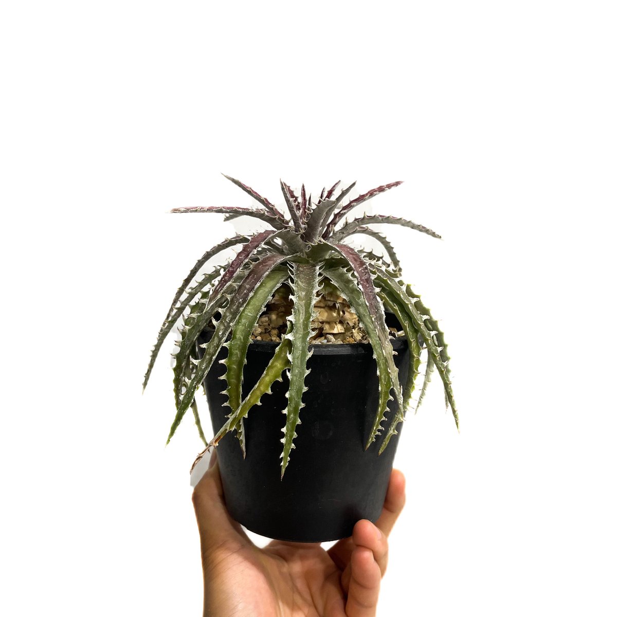 ディッキア ズゴック ハイブリッド「Dyckia Z'gok hybrid」 11E ディッキア ズゴック ハイブリッド「Dyckia Z'gok hybrid」 11E