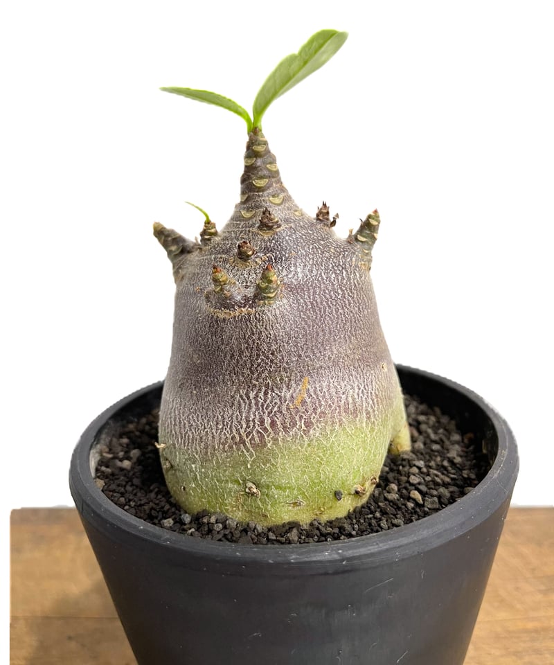 アデニウム アラビカムドワーフ タイプ “ブラック”「Adenium arabicum