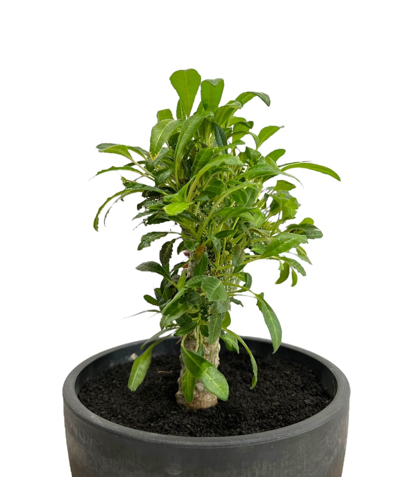 ドルステニア ラブラニー x フォエチダ 綴化「Dorstenia lavrani ドルステニア ラブラニー x フォエチダ 綴化「Dorstenia lavrani