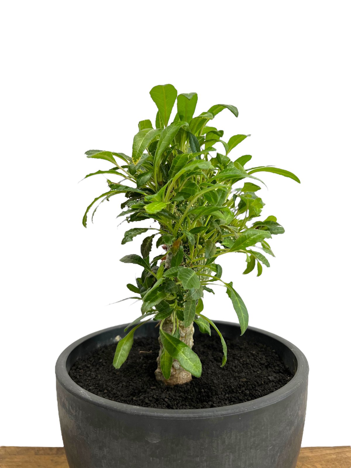 ドルステニア ラブラニー x フォエチダ 綴化「Dorstenia lavrani x foe