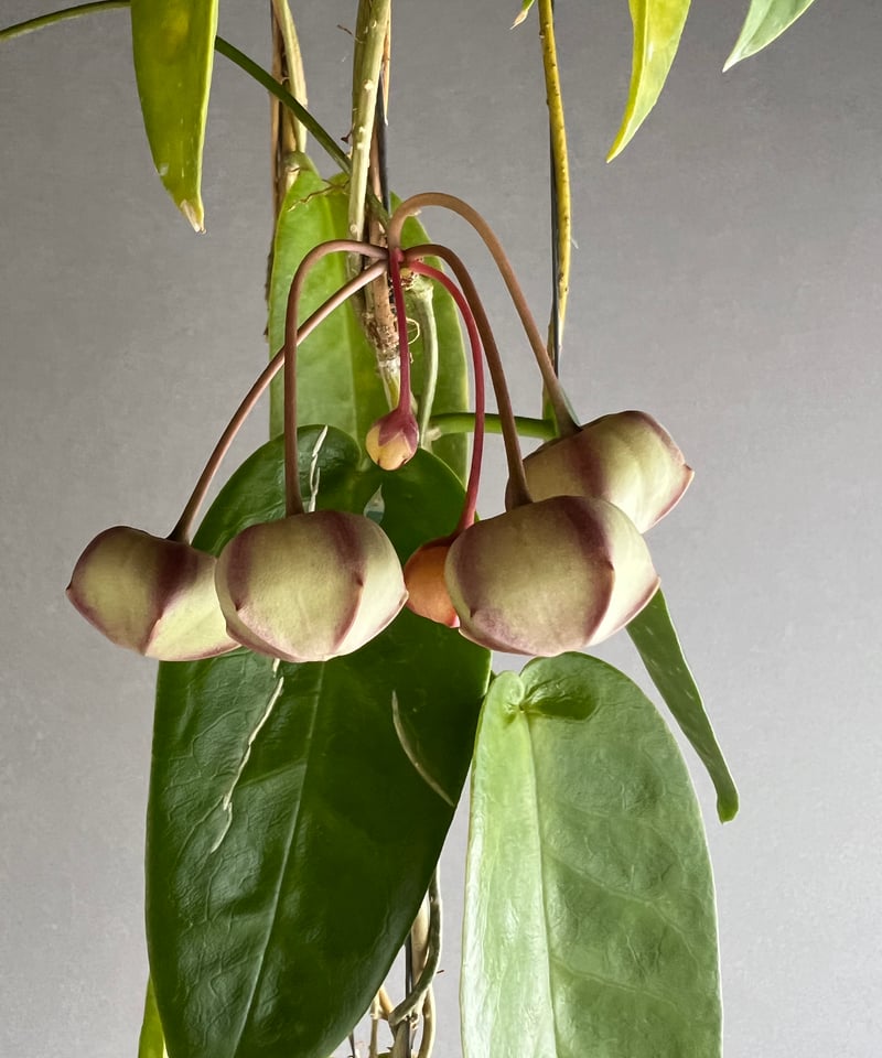 ホヤ アルクボルディアナ レッド 「Hoya archboldiana red」22L(M4)