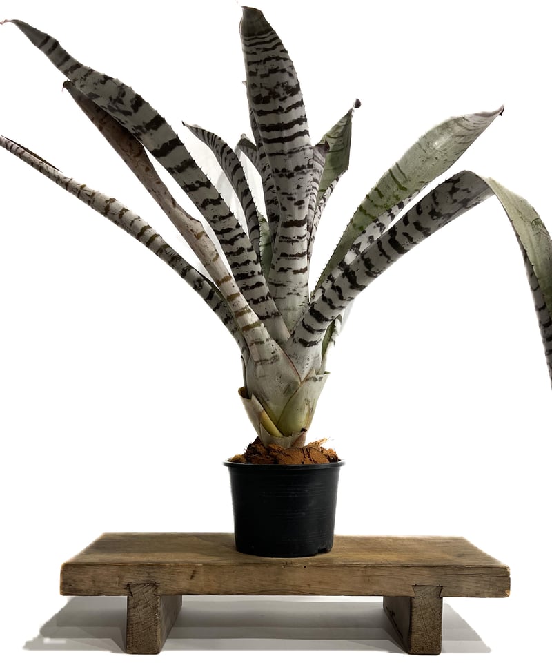 エクメア チャンティニー ブラック 実生「 Aechmea chantinii Black s