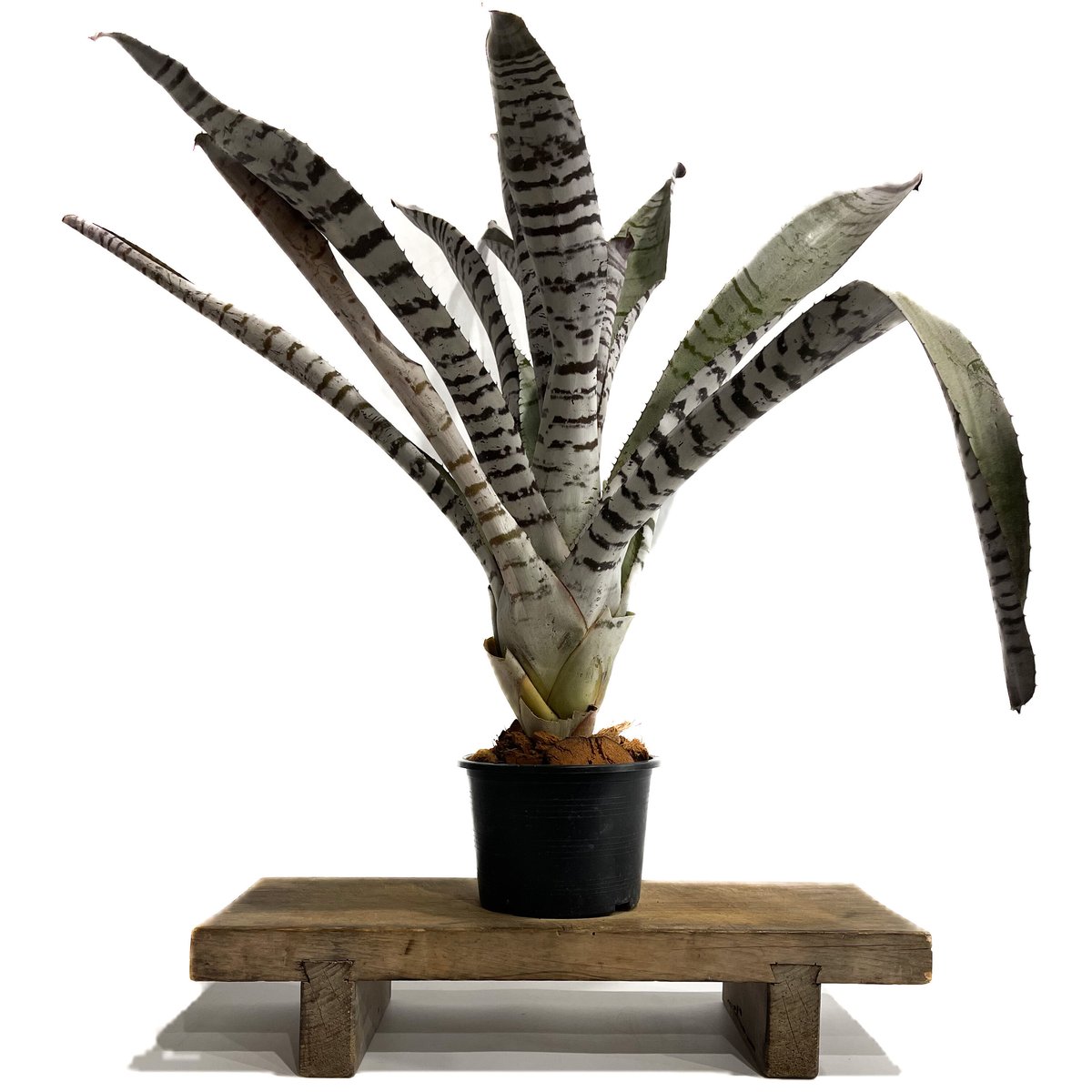 エクメア チャンティニー ブラック スーパークローン 訳あり