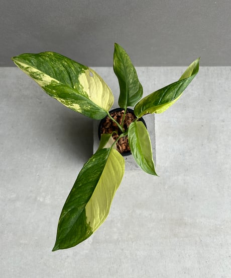 CATEGORY モンステラ | SHOUCHIKUEN