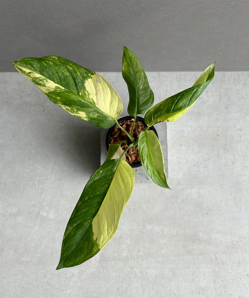 モンステラ オブリクア ムユナ 斑入「Monstera obliqua Muyuna vari