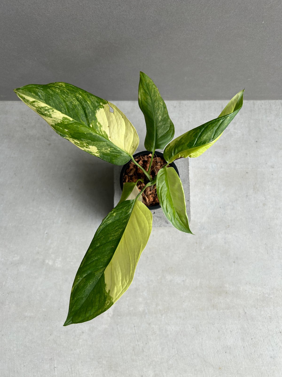 モンステラ オブリクア ムユナ 斑入「Monstera obliqua Muyuna vari