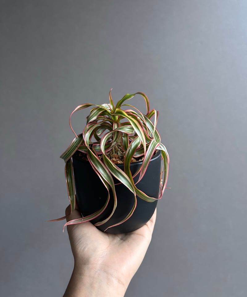 スプモーニさま専用　ドラセナ　キュンティ スプモーニさま専用 ドラセナ キュンティ スプモーニさま専用 ドラセナ