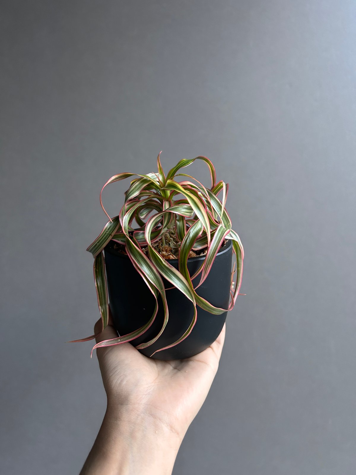 ドラセナ キュンティ「Dracaena concinne Kuhnty 」98J | SHOU