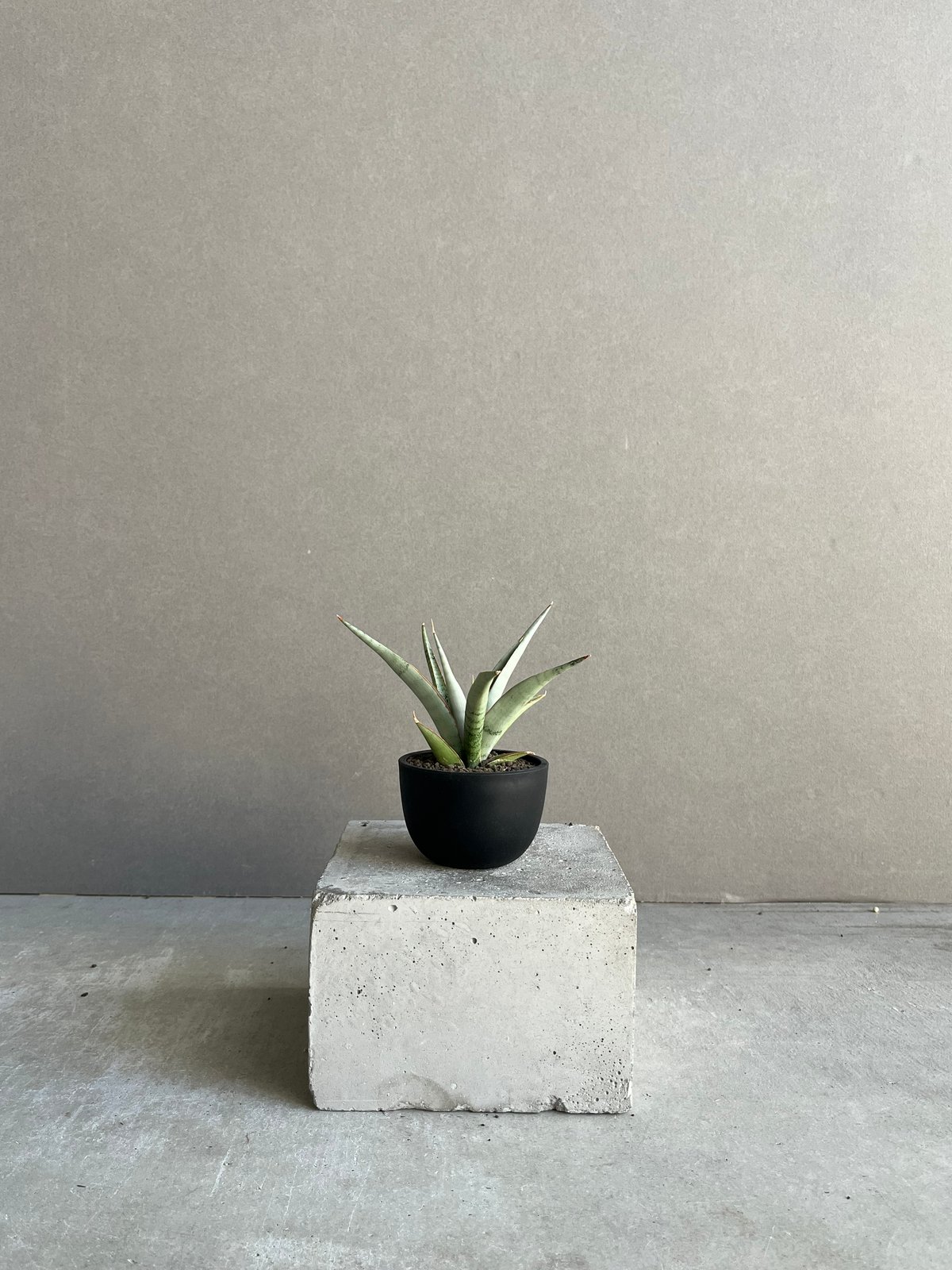 サンセベリア キングフィッシャー 「Sansevieria Kingfisher」50N