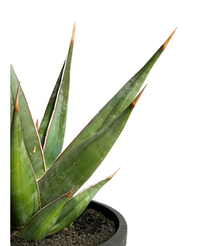 t*a様 S5000☆オークション☆サンスベリア ピングイキュラ