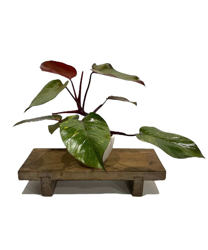 フィロデンドロン オレンジ プリンセス 「Philodendron Orange Prince