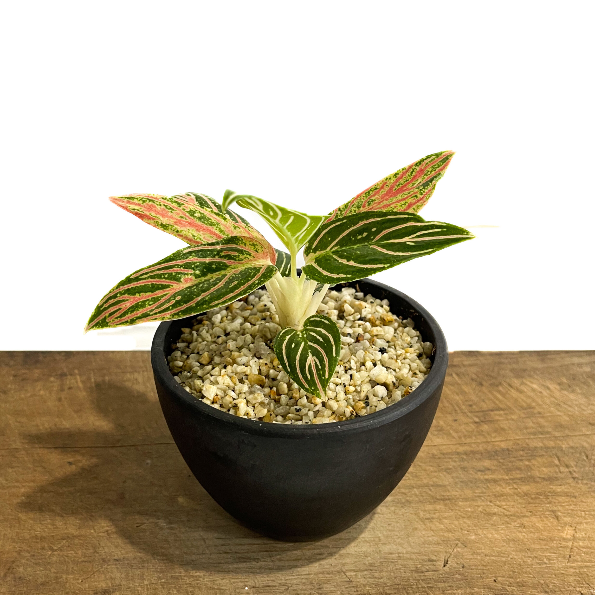 アグラオネマ ゴールデンホープ「Aglaonema Golden Hope」9/7-88C-1