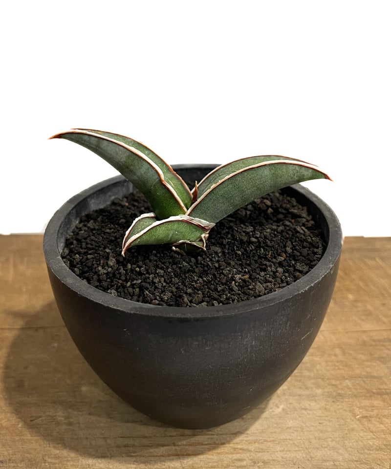 サンセベリア lav.24561「Sansevieria lav. 24561」9/11-13