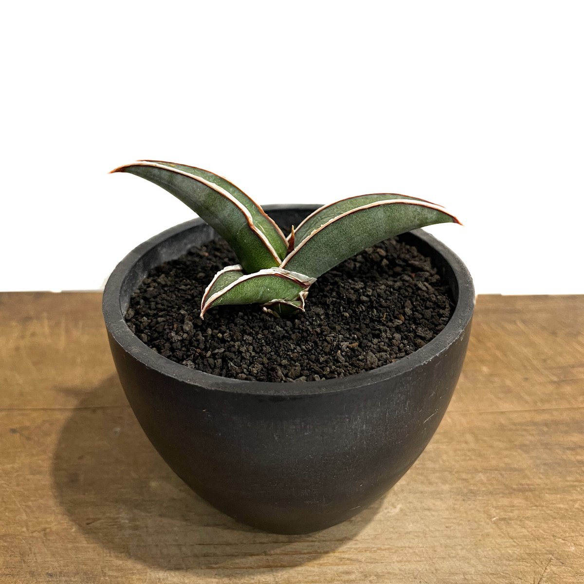 サンセベリア lav.24561「Sansevieria lav. 24561」9/11-13
