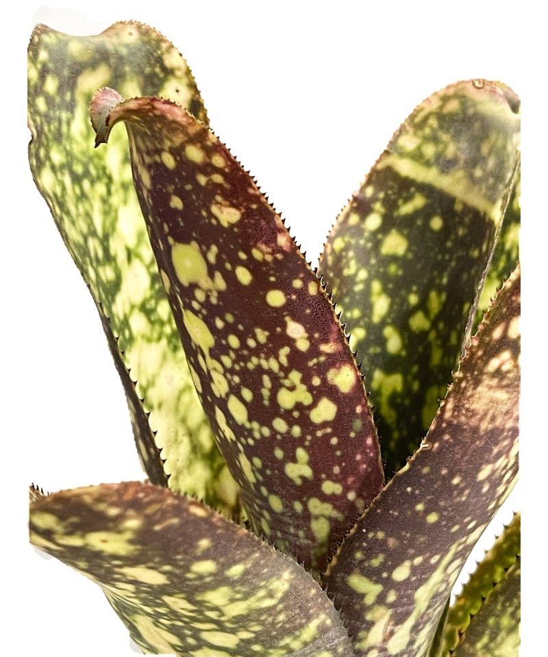 Billbergia 'Kolan man'〔ビルベルギア〕B0287 ビルベルギア コラン マジック「Billbergia Kolan Magic」77G-4