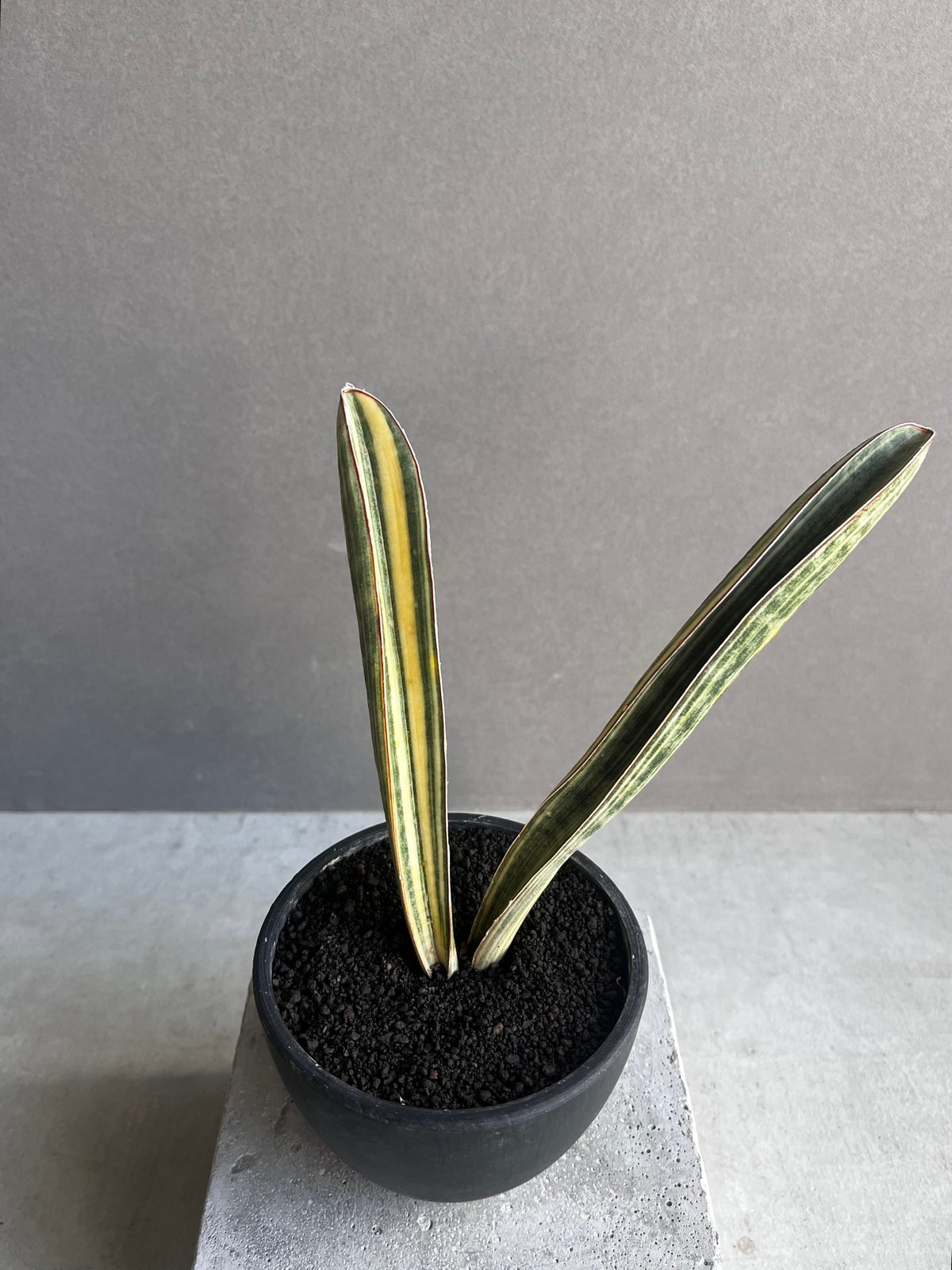 サンスベリア　レオパルドバット バリエガータ 観葉植物/サンセベリア：ロリダ バリエガータ 3号23-02 : 園芸