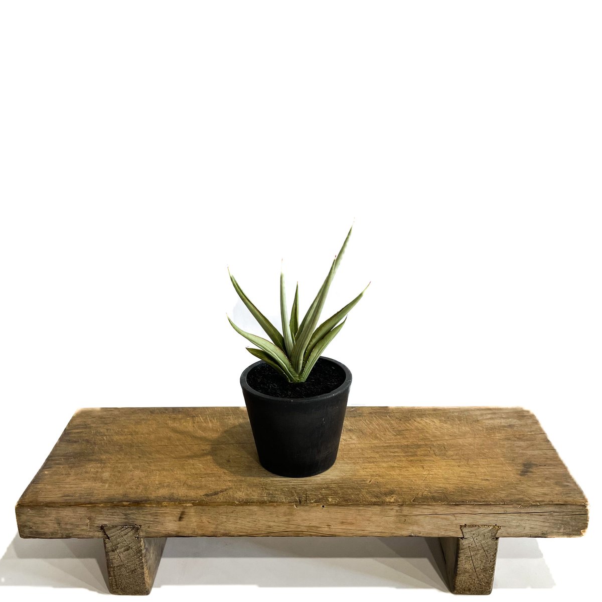 サンセベリア ダンシング ドラゴン「Sansevieria Dancing Dragon