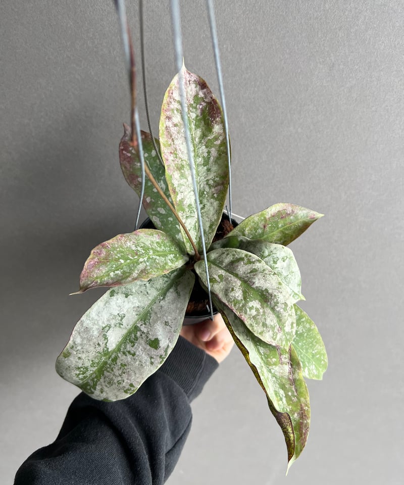 専用 ＊ ホヤ ＊ Hoya ＊ ラティシルバー ＊2株 植物販売】兵庫県宝塚市㈱陽春園植物場ネット販売 ホヤ