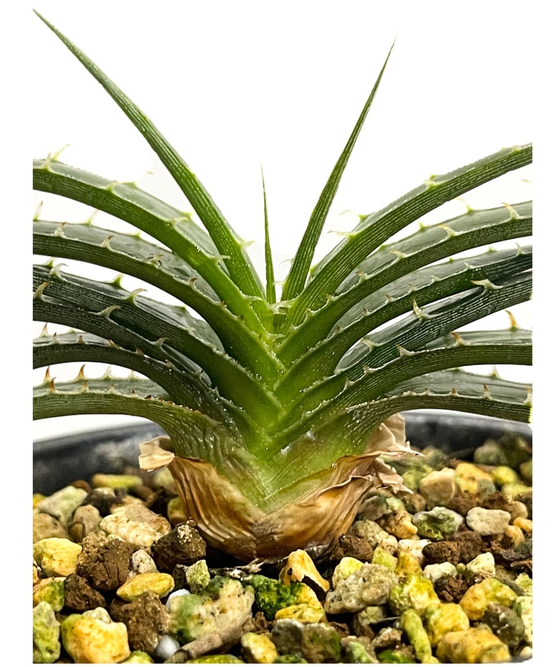 Dyckia 'Smile' (Dwarf type hybrid) ディッキア ディッキア スマイル (ドワーフ タイプ ハイブリッド)「Dyckia Smile