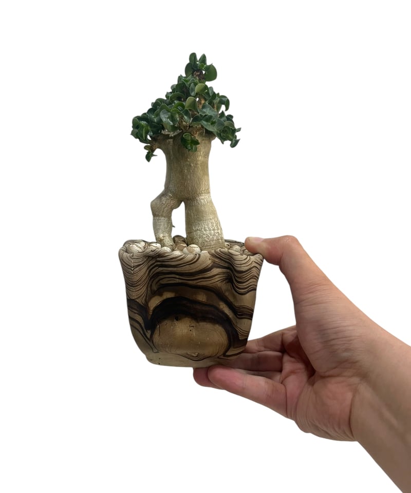 アデニウム D.H.A (獅子葉) スモールリーフ + plantsmonsters アデニウム D.H.A (獅子葉) スモールリーフ + plantsmonsters
