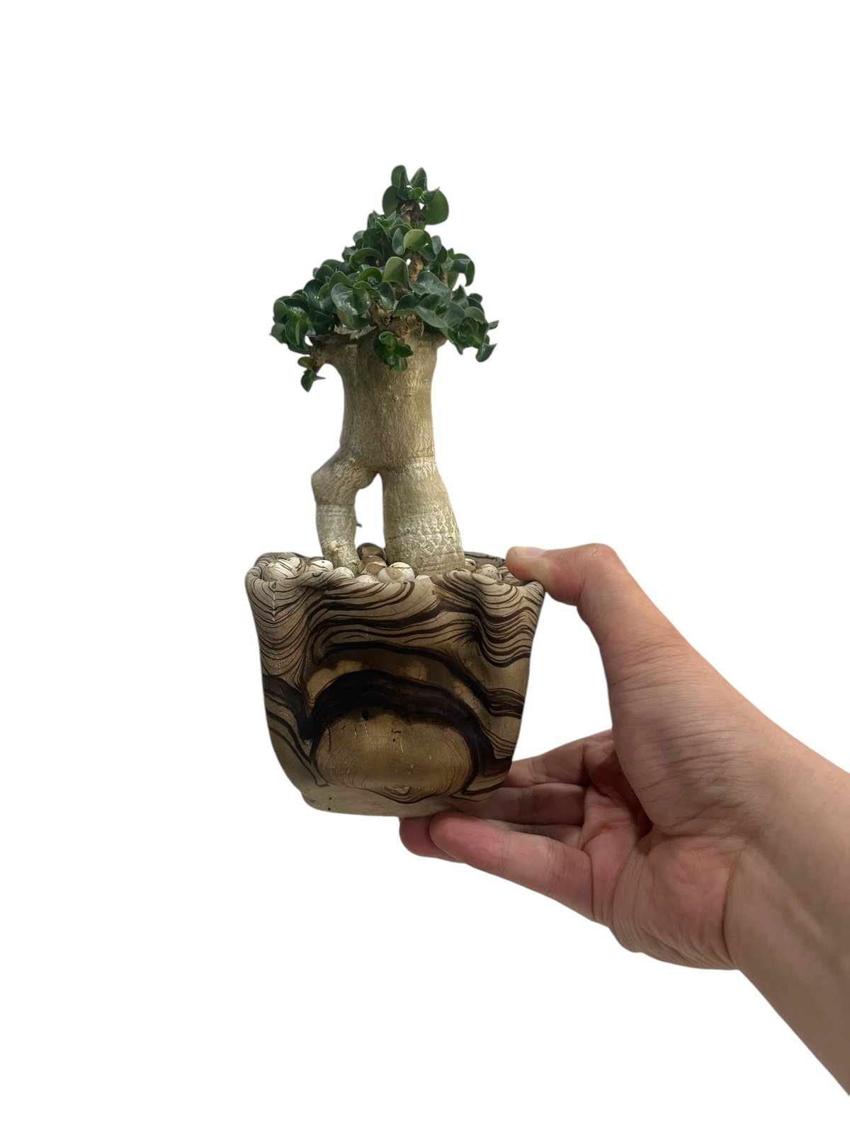 アデニウム D.H.A (獅子葉) スモールリーフ + plantsmonsters