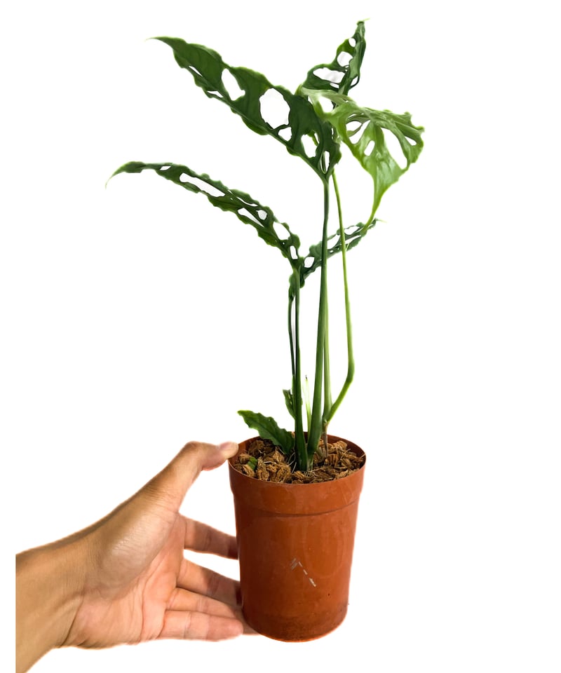 モンステラ オブリクア ペルー「Monstera obliqua Peru」9/24