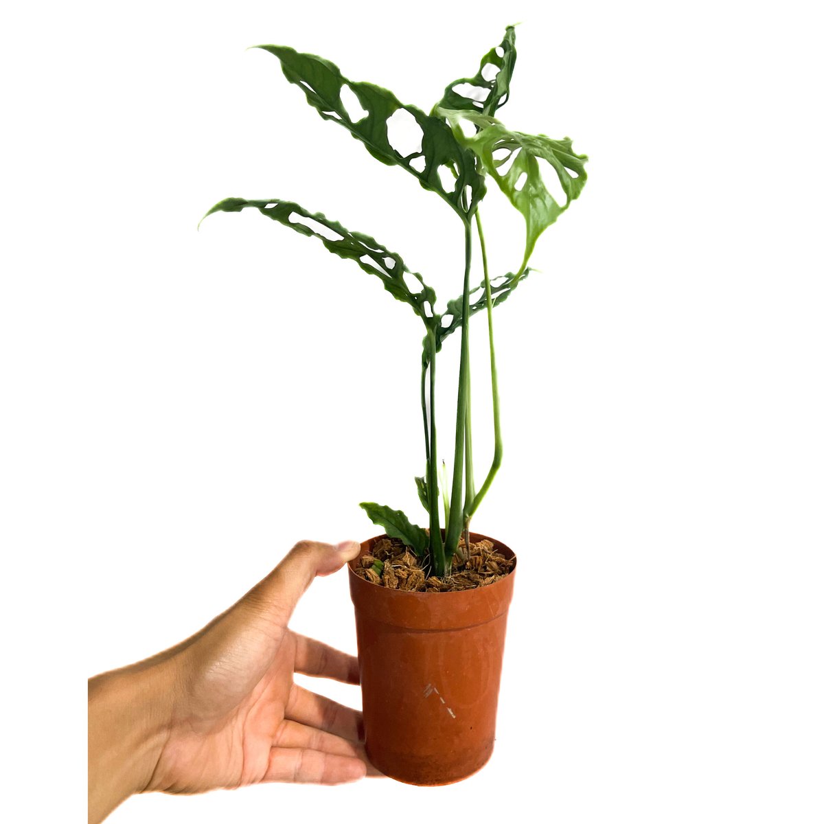 モンステラ　オブリクア　ペルー　Monstera Obliqua peru 2 モンステラ オブリクア ペルー Monstera Obliqua peru 5 - メルカリ