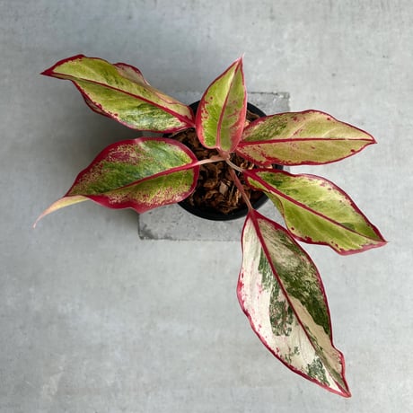 アグラオネマ | STORES