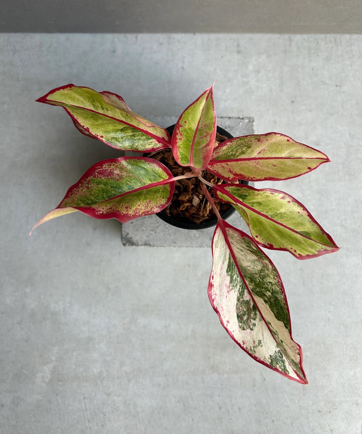 激レア　アグラオネマ　Aglaonema サイアムオーロラ アグラオネマ サイアム オーロラ 斑入「Aglaonema Siam Aurora Varie