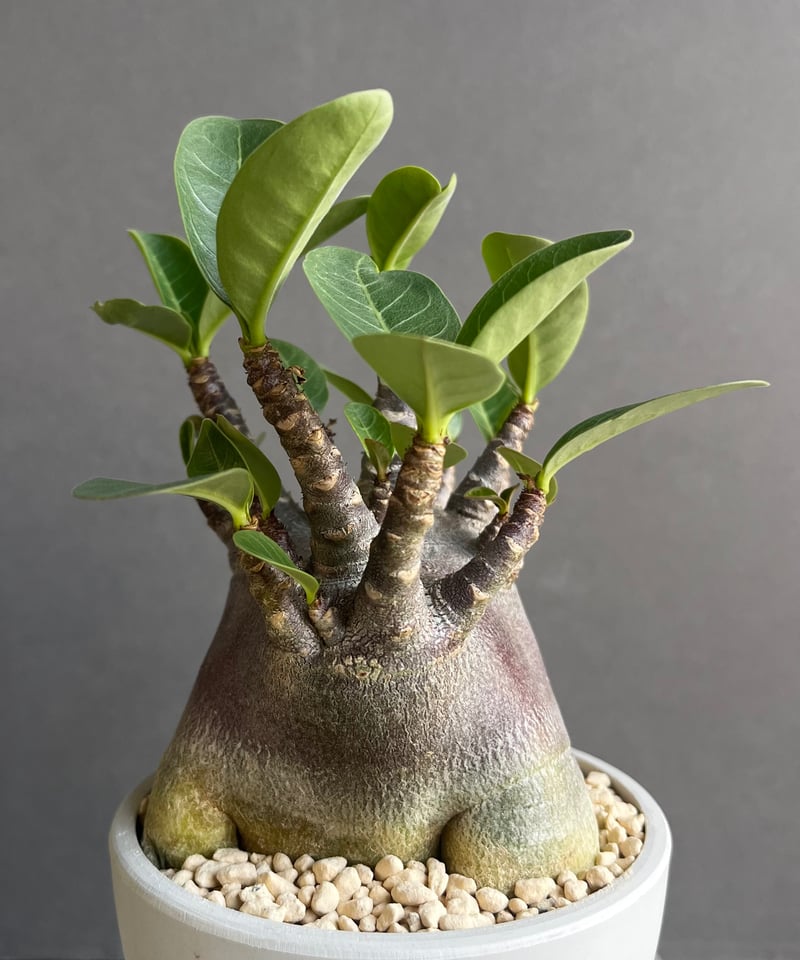 アデニウム アラビカム スーパー ドワーフ “ブラック” 「Adenium