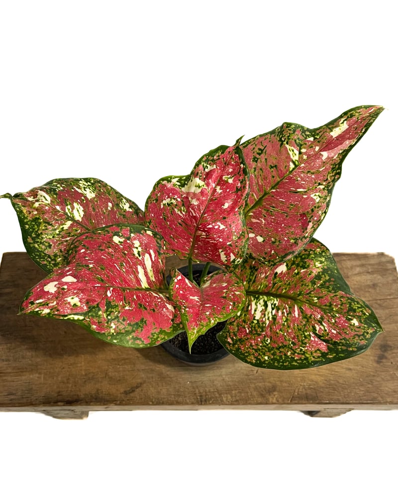 アグラオネマ アンヤマニー トリカラー「Aglaonema Unyamanee