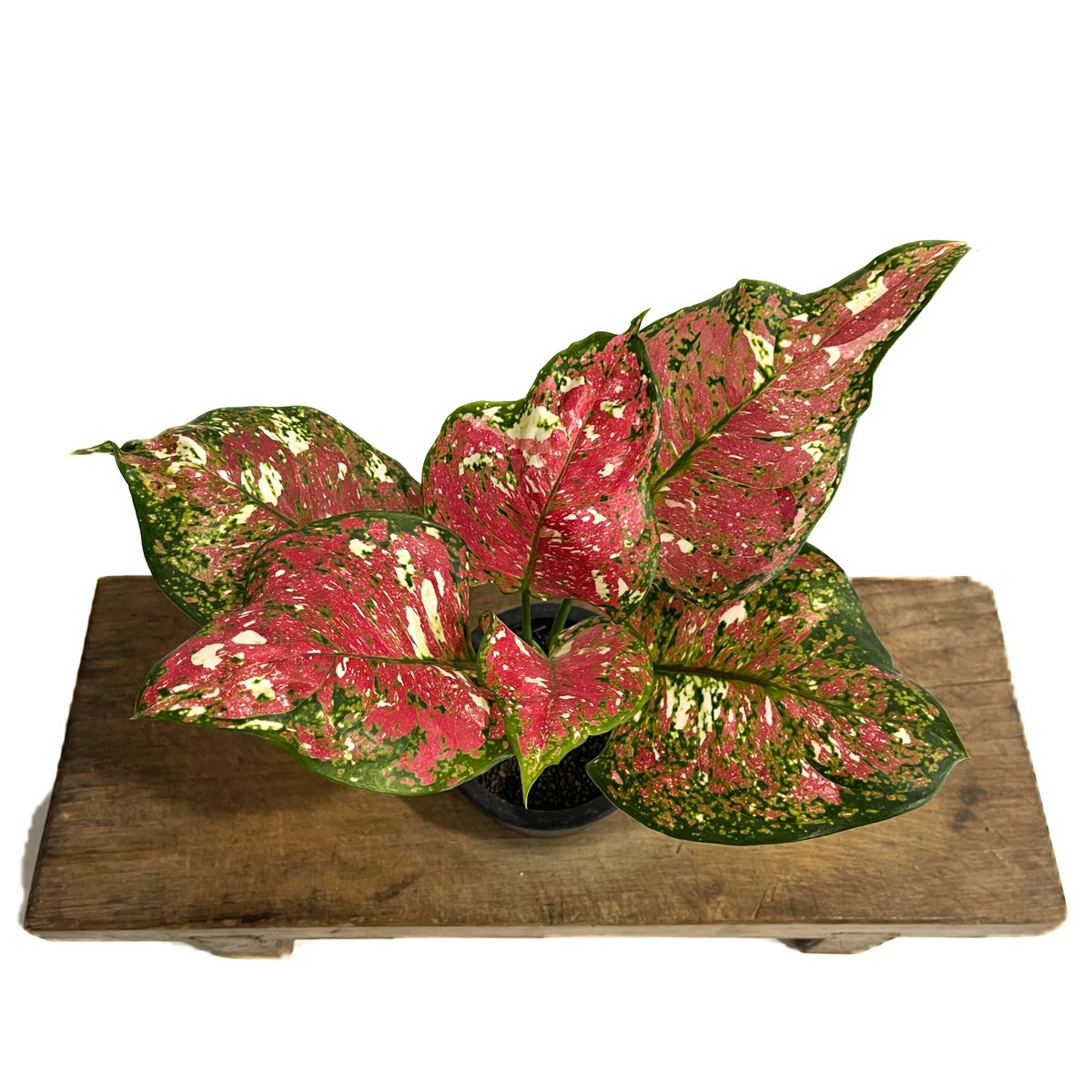 アグラオネマ アンヤマニー トリカラー「Aglaonema Unyamanee Tricolo