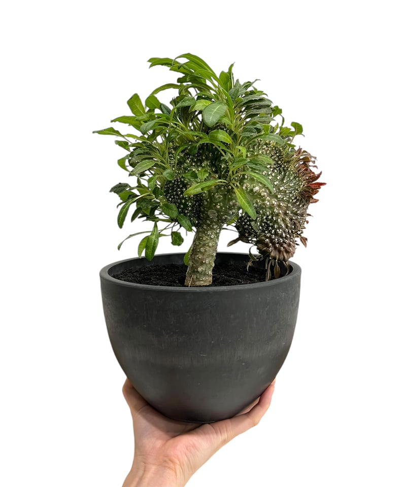 ドレステニア　ラブラニー　綴化(てっか) 現品 ドレステニア ラブラニー 綴化(てっか) 現品