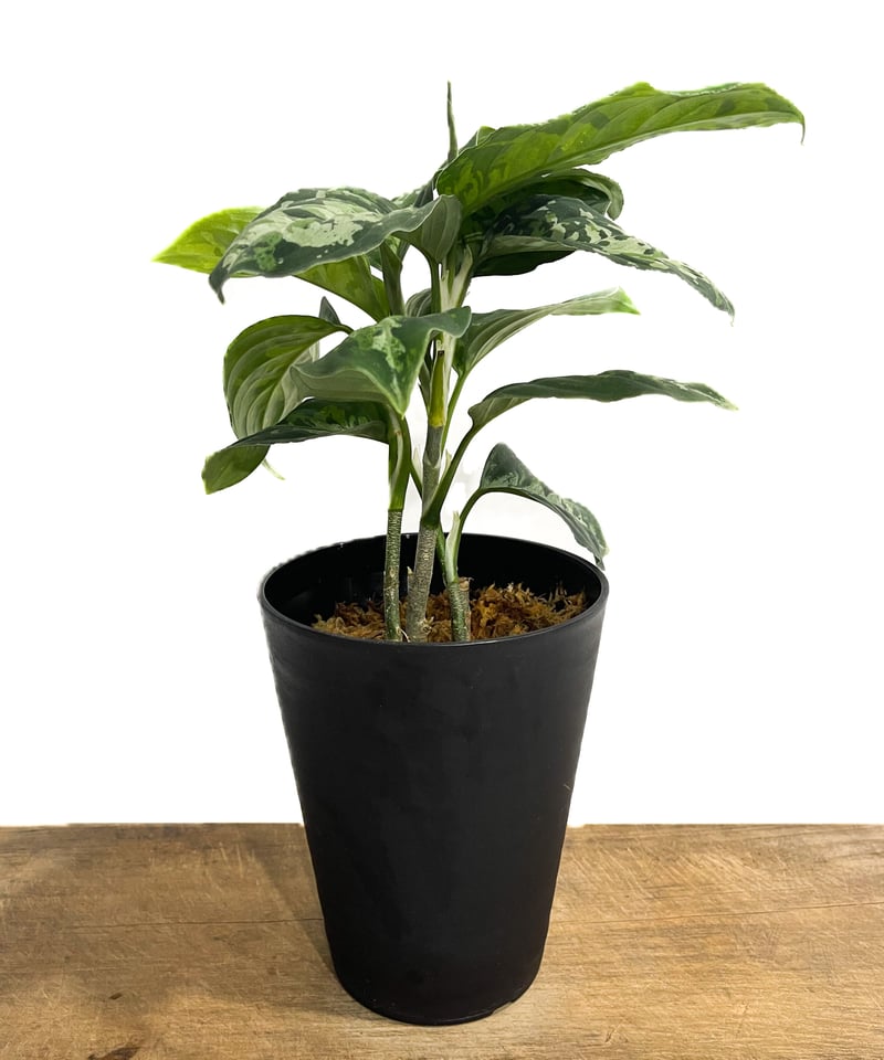 アグラオネマ ピクタム トリカラー「Aglaonema pictum tricolor アグラオネマ ピクタム トリカラー「Aglaonema pictum tricolor