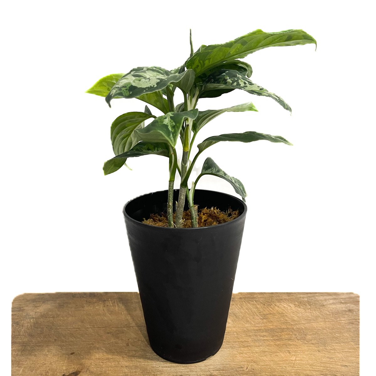 アグラオネマ ピクタム トリカラー「Aglaonema pictum tricolor」4/5...