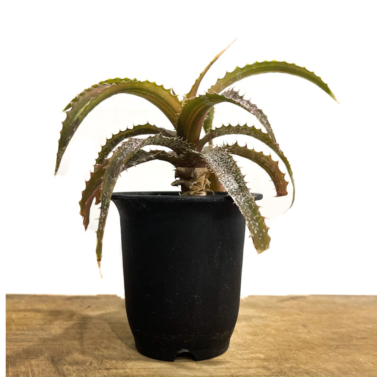 オルソフィツム ゲルケニー「Orthophytum gurkenii」6/28-881 | S